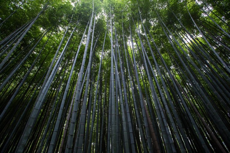 bamboo_forest_tree_landscape_vegetation-7726