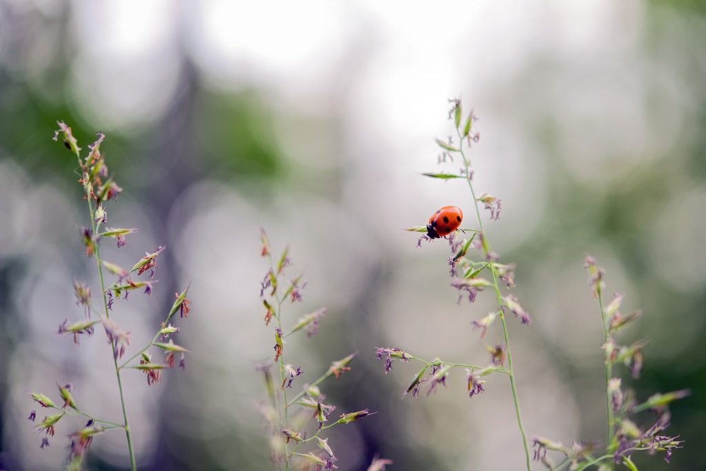 ladybug-5355655_1920