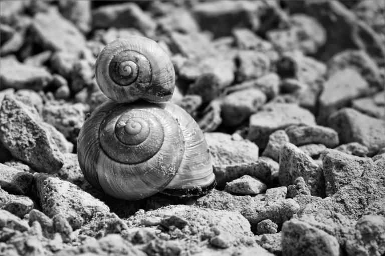 snails-700868_1920