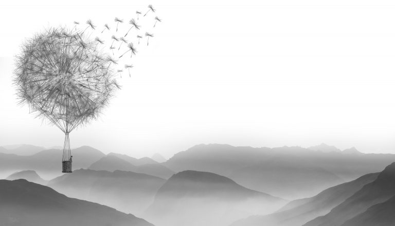 dandelion-1622100_1920