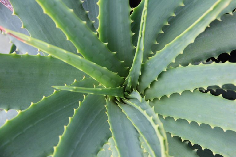 aloe-vera-678040_1920