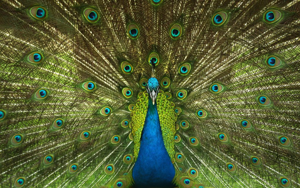 peacock-4746848_1920