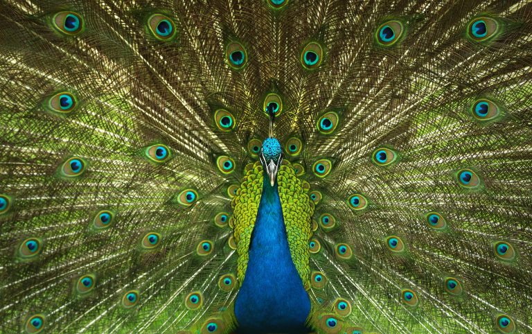 peacock-4746848_1920