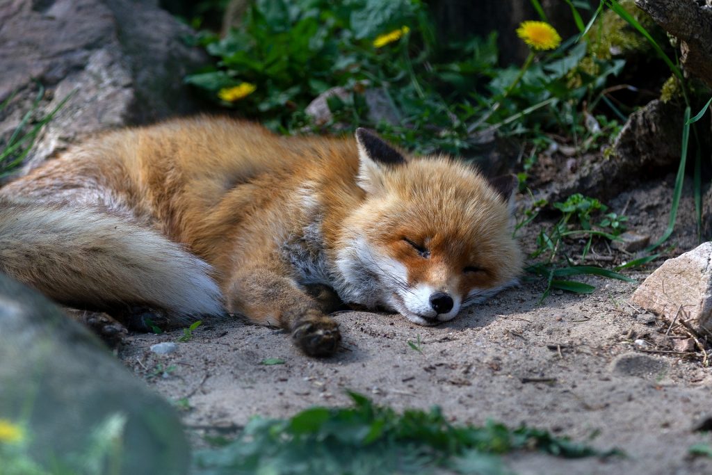 red-fox-3363625_1920
