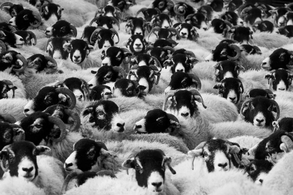 livestock-17482_1920
