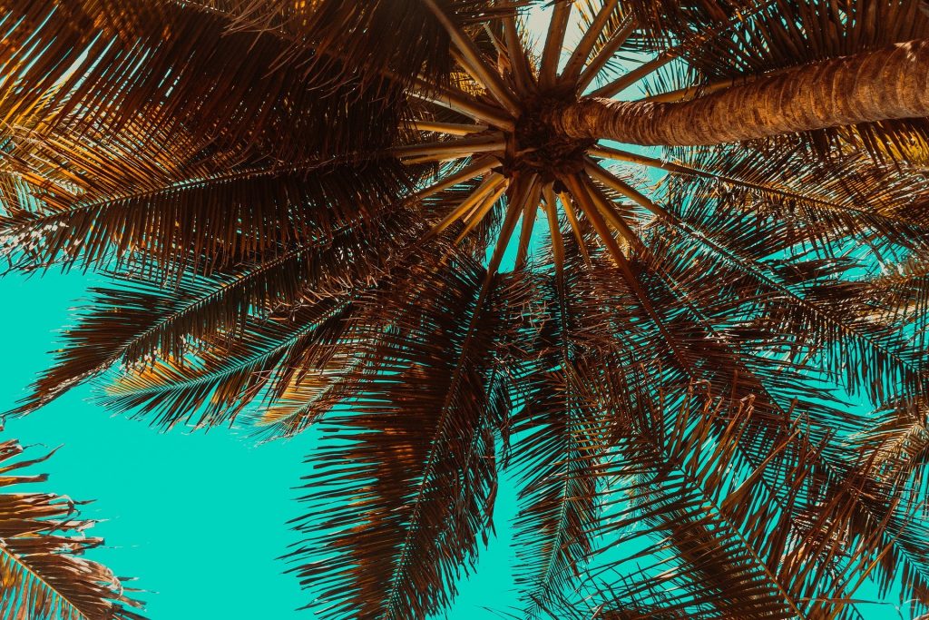 palm-trees-3619180_1920