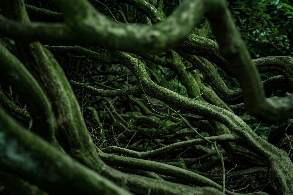 roots-g0d3dd05d2_1920