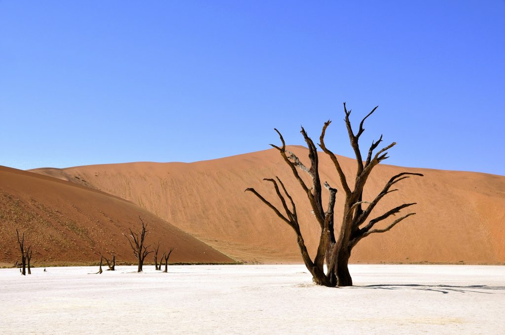 tree-g1be556ada_1920