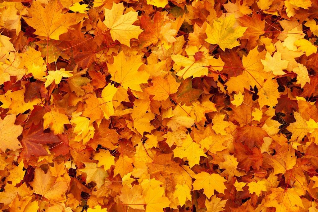 autumn-ge5d35adda_1280
