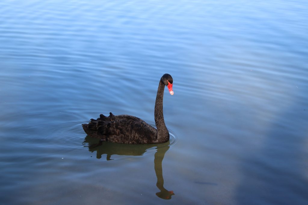 bird-g1f472d9f6_1920
