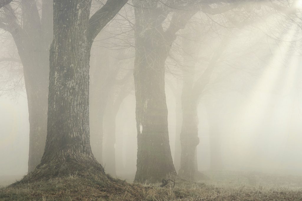 forest-gf95b9bd8f_1920