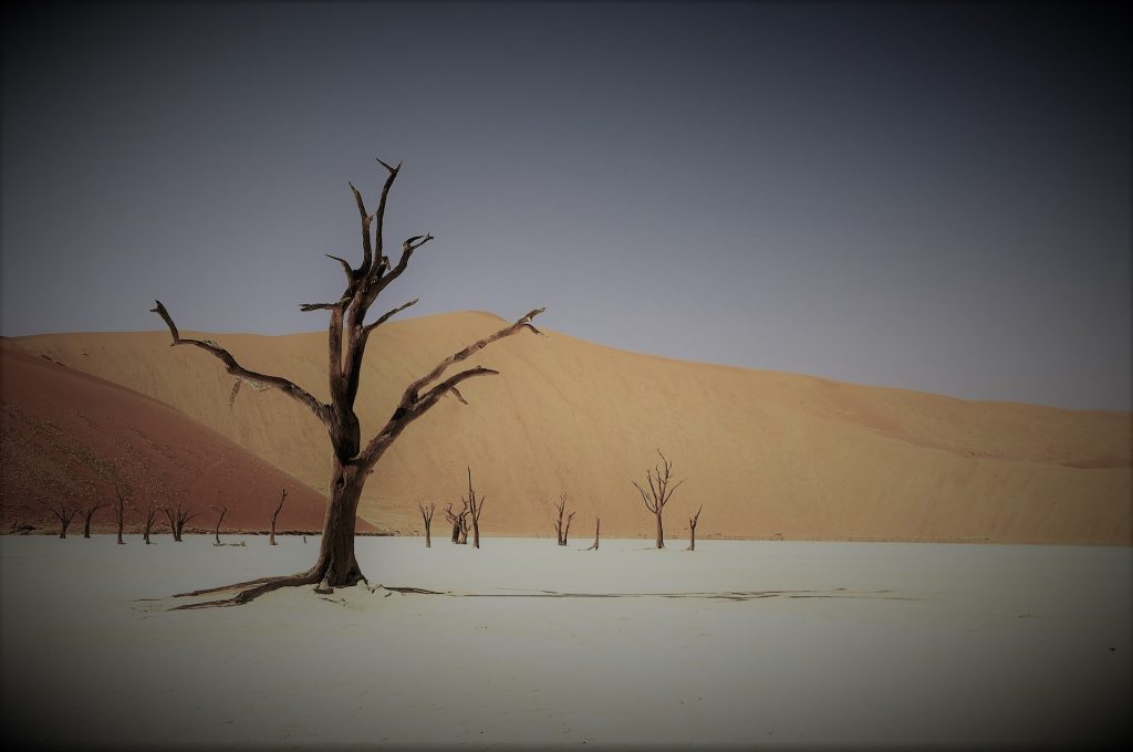 tree-ge73a8193a_1920