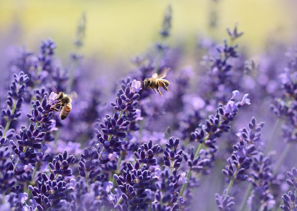 lavenders-g75d623e05_1920