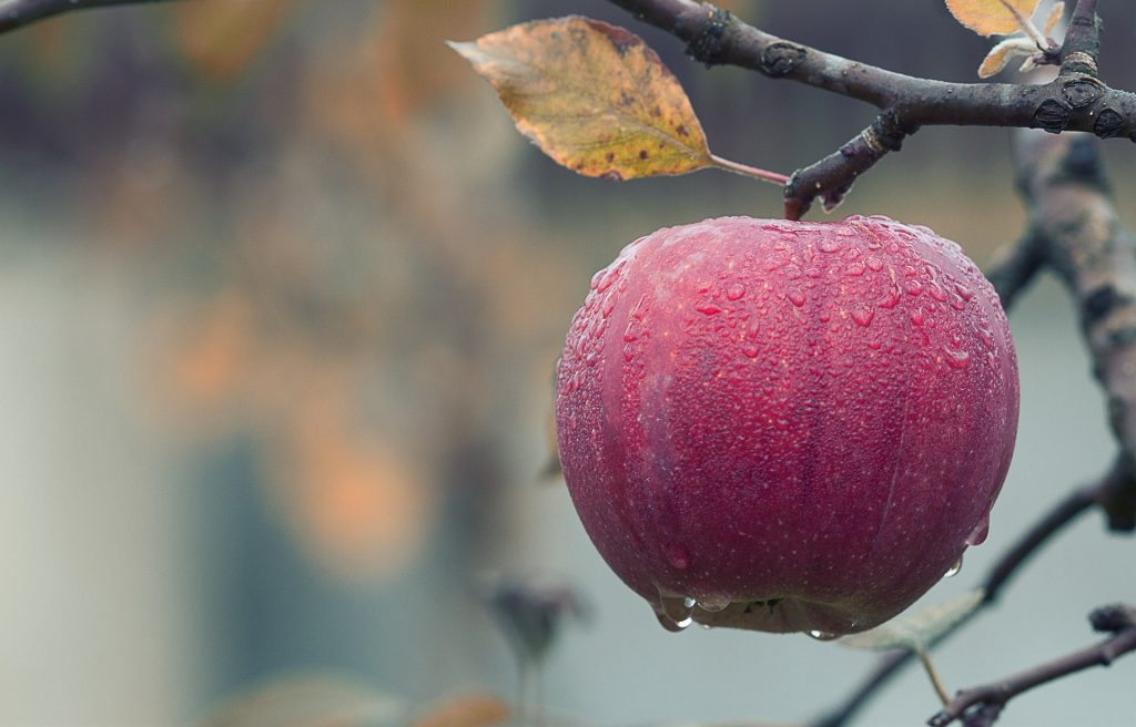 apple-1122537_1920