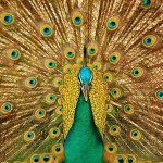 peacock-3098451_1920