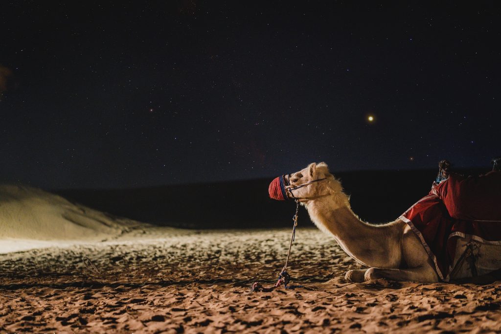 camel-4948299_1920