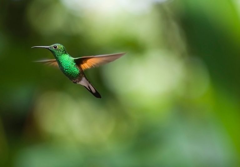 hummingbird-2139278_1920