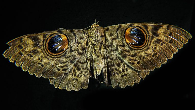 moth-195882_1920