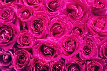 pink-2249403_1920