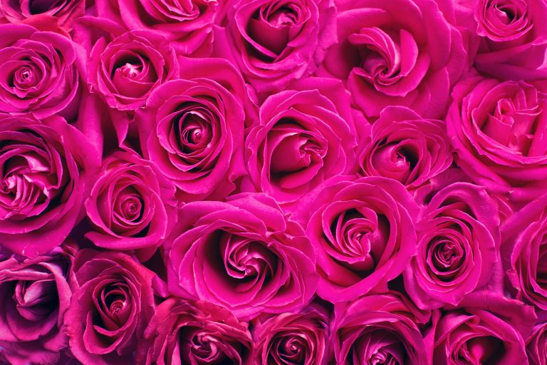 pink-2249403_1920