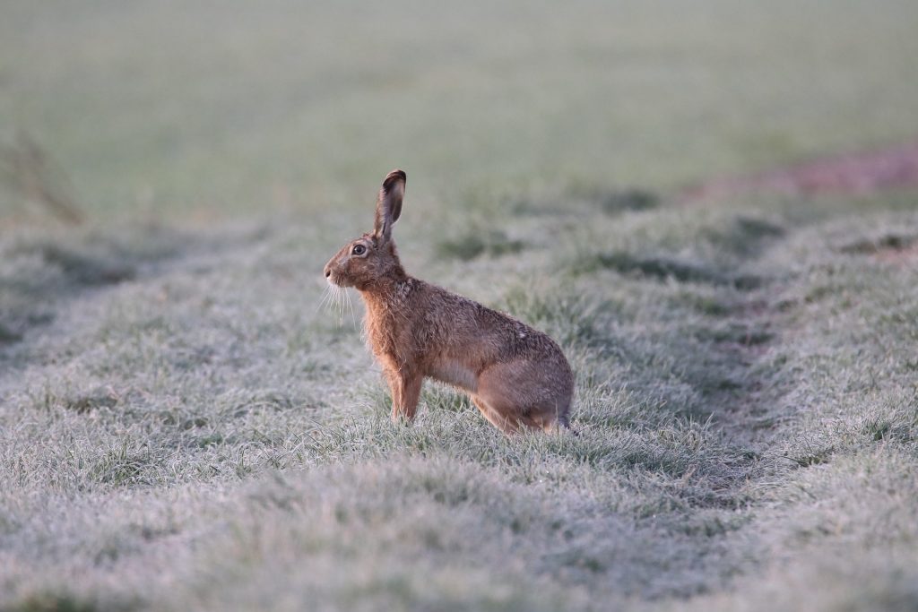 hare-6194141_1920