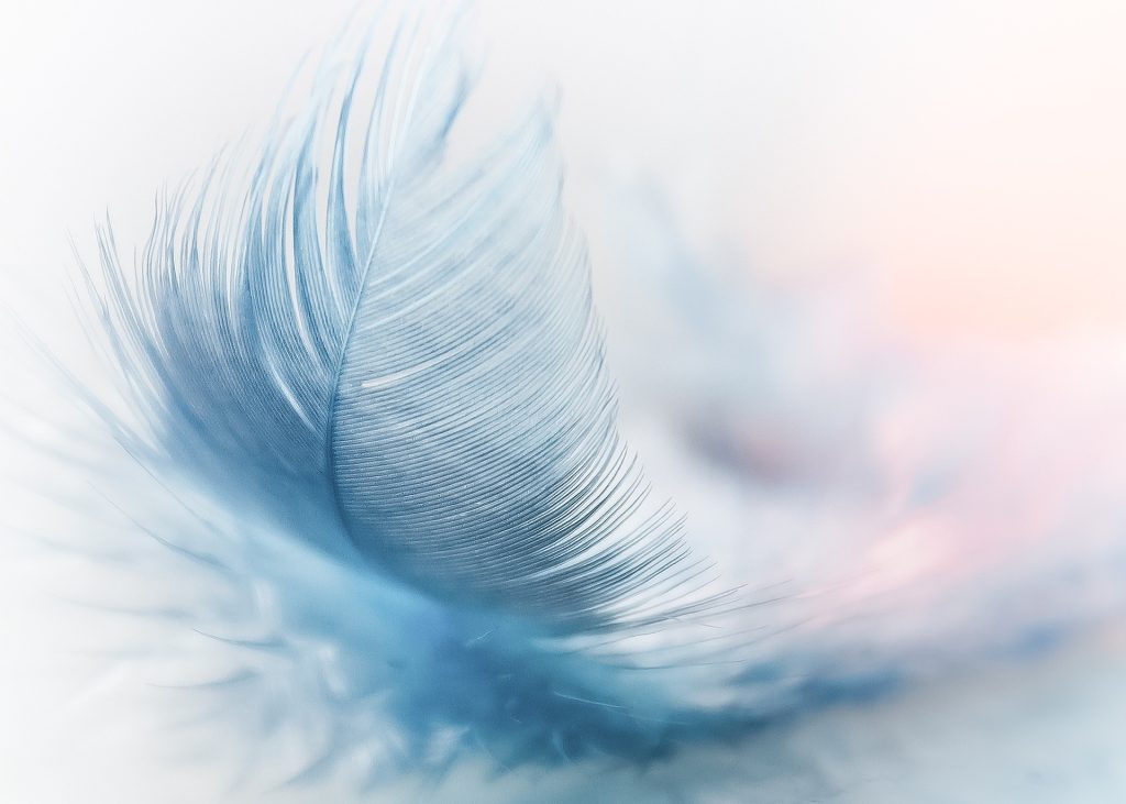 feather-3010848_1920
