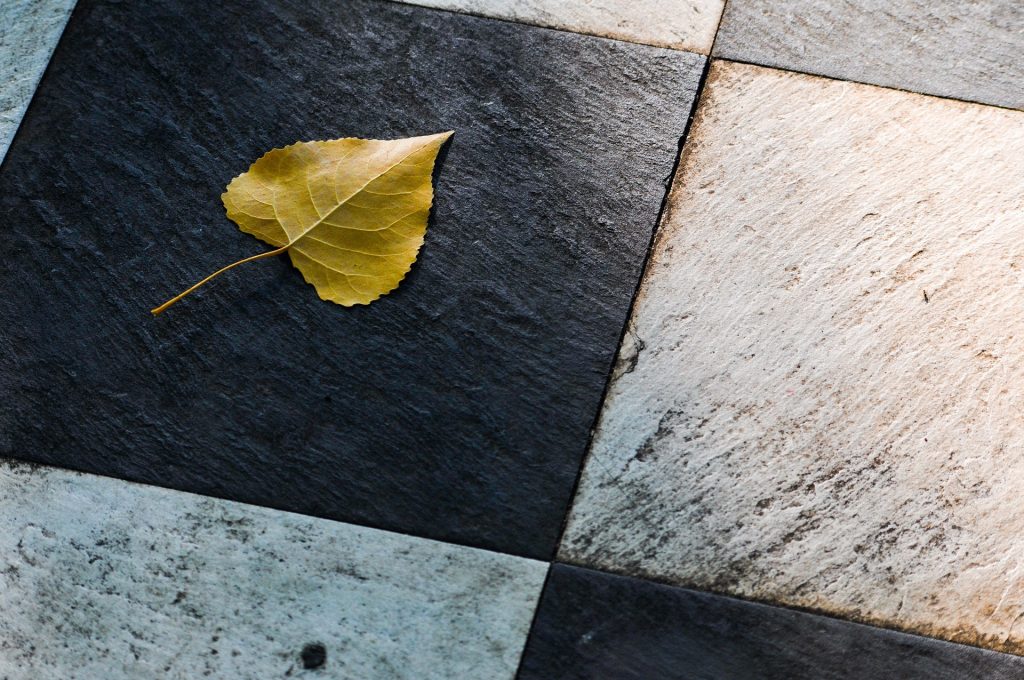 leaf-4470075_1920