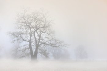 tree-6966126_1920