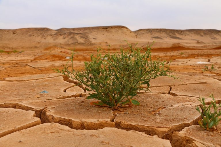 naturfreund_pics-desert-4376898_1920